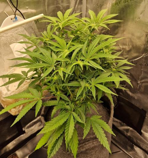 California Octane by HSC. Week 9
