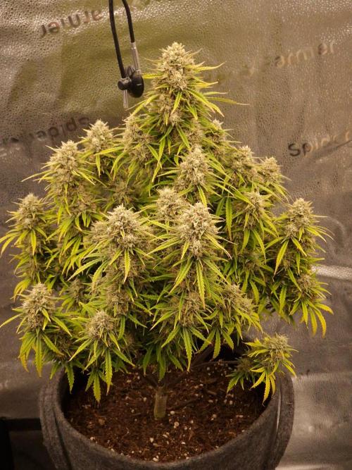 Amnesia Skittelz Fast Buds. Week 9