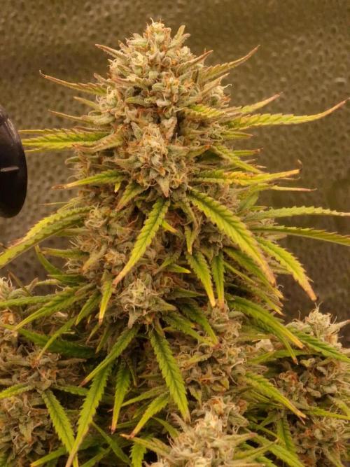 Amnesia Skittelz Fast Buds. Week 9