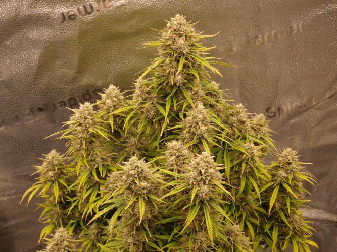 Amnesia Skittelz Fast Buds. Week 9