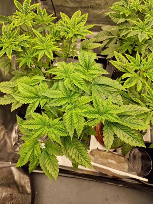 Candy Hustle by HSC. Week 6