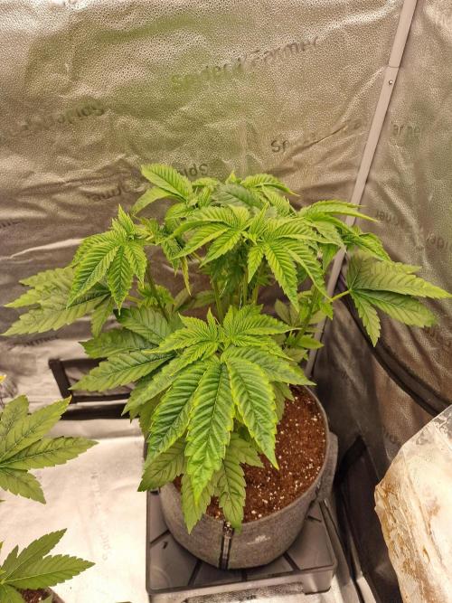 Candy Hustle by HSC. Week 6