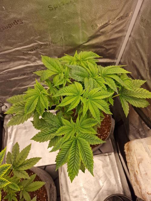 Candy Hustle by HSC. Week 6