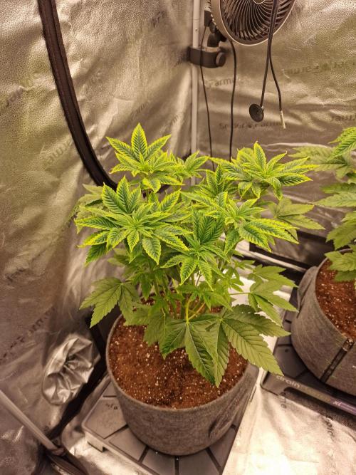 Candy Hustle by HSC. Week 6