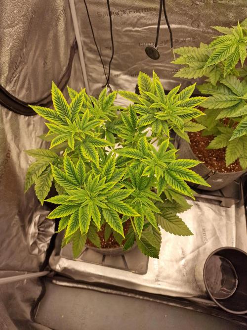 Candy Hustle by HSC. Week 6