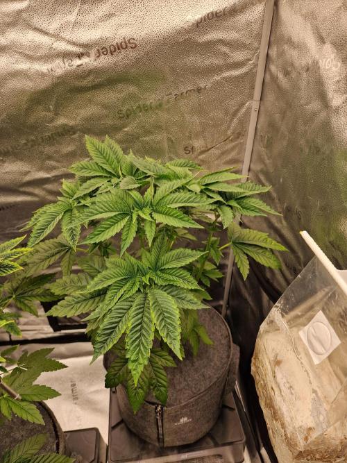 Candy Hustle by HSC. Week 6