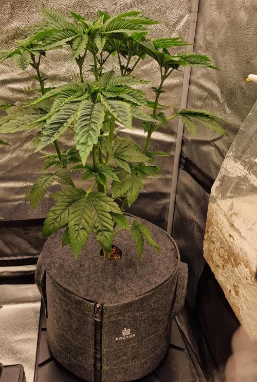 Candy Hustle by HSC. Week 6
