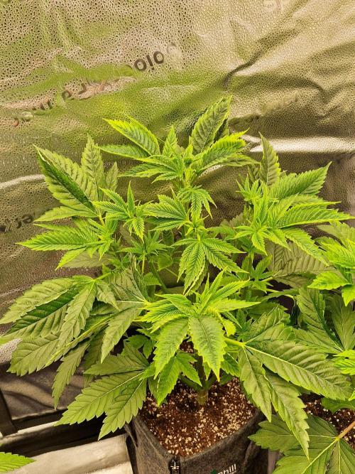 Chicken n’ Wafflez by Humboldt (HSC) #2. Week 5