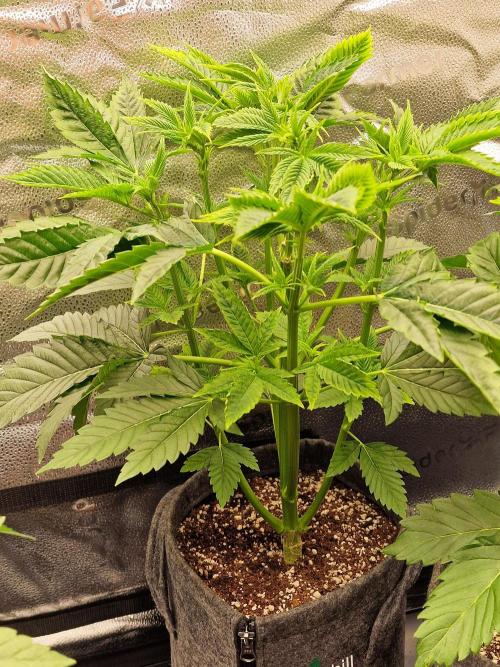 Chicken n’ Wafflez by Humboldt (HSC) #2. Week 5
