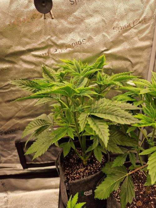 Chicken n’ Wafflez by Humboldt (HSC) #2. Week 5