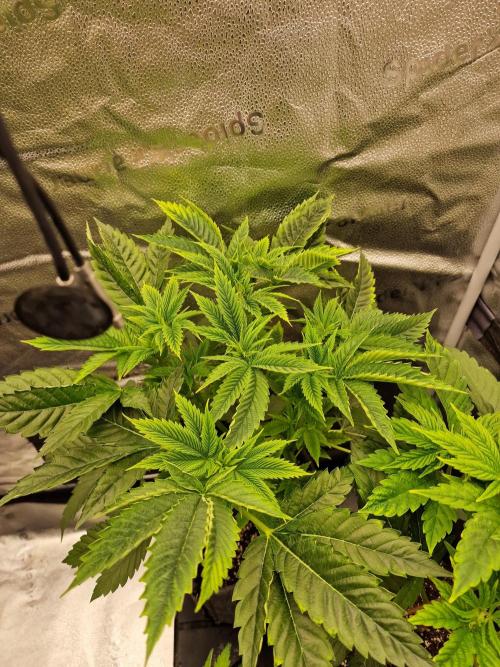 Chicken n’ Wafflez by Humboldt (HSC) #2. Week 5
