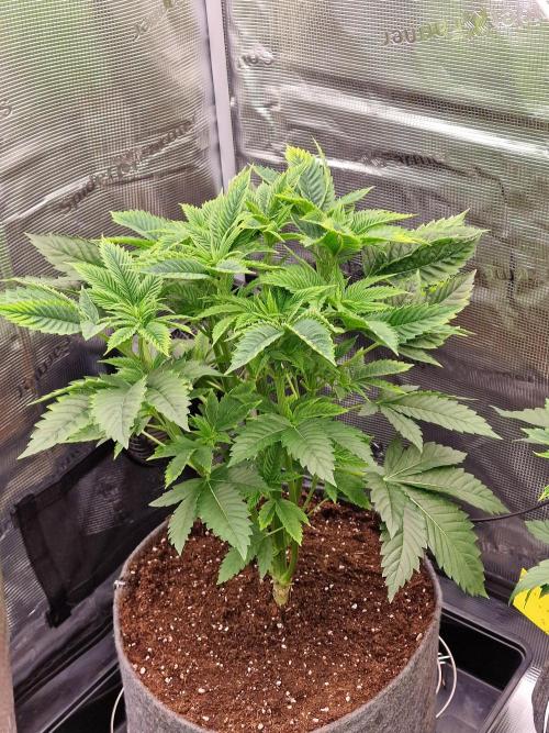 Chicken n’ Wafflez by Humboldt (HSC) #2. Week 5