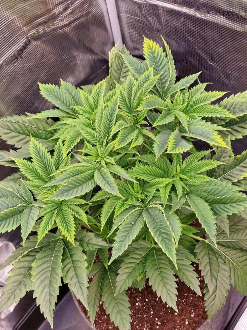 Chicken n’ Wafflez by Humboldt (HSC) #2. Week 5
