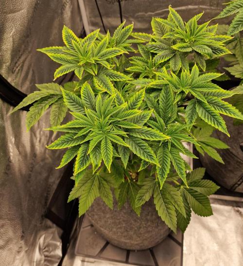 Chicken n’ Wafflez by Humboldt (HSC) #2. Week 5