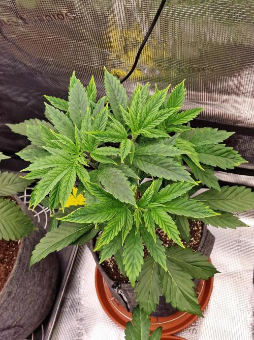 Nutter Budder (free gift) by HSC. Week 5