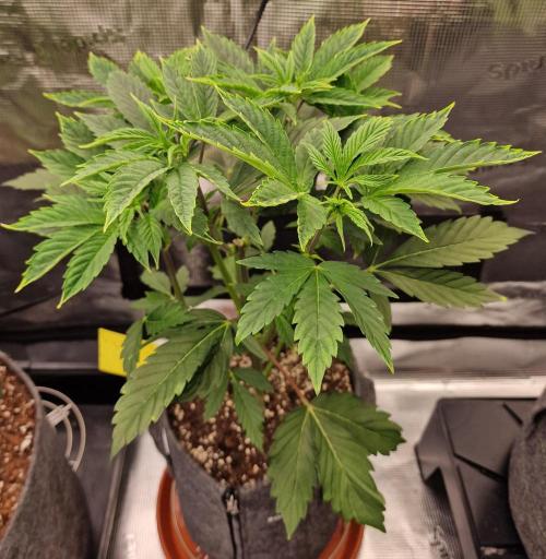 Nutter Budder (free gift) by HSC. Week 5