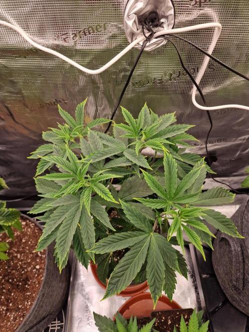 Nutter Budder (free gift) by HSC. Week 5