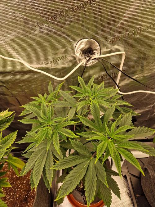 Nutter Budder. Week 5