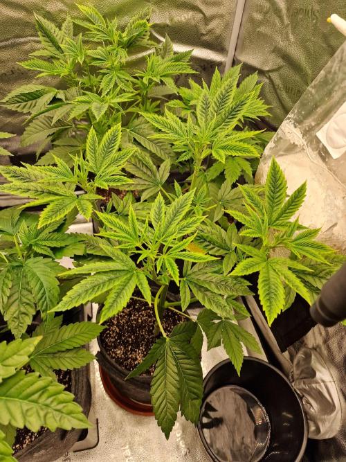 Mango sherbert by HSC. Week 5