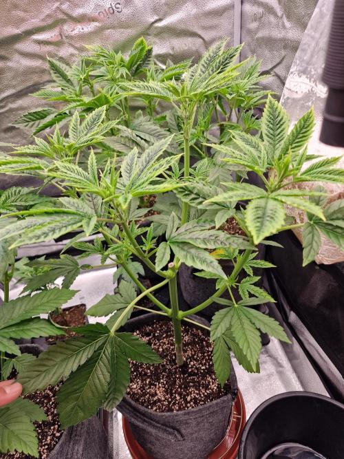 Mango sherbert by HSC. Week 5