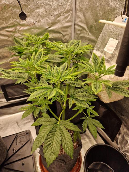Mango sherbert by HSC. Week 5