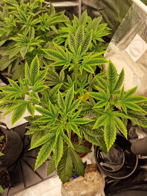 Mango sherbert by HSC. Week 5