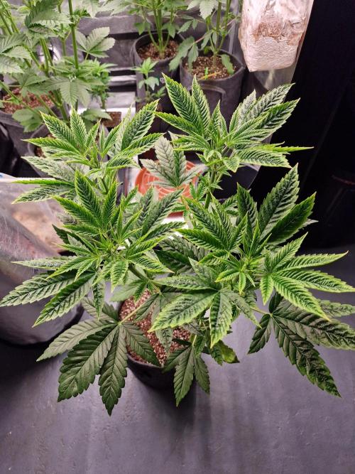 Mango sherbert by HSC. Week 5
