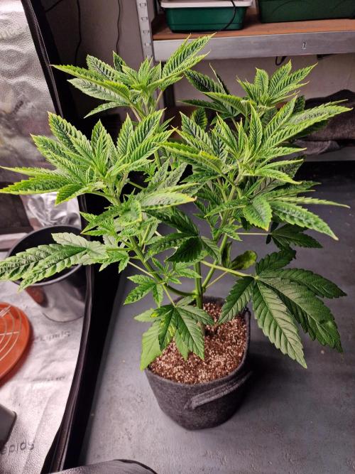 Mango sherbert by HSC. Week 5
