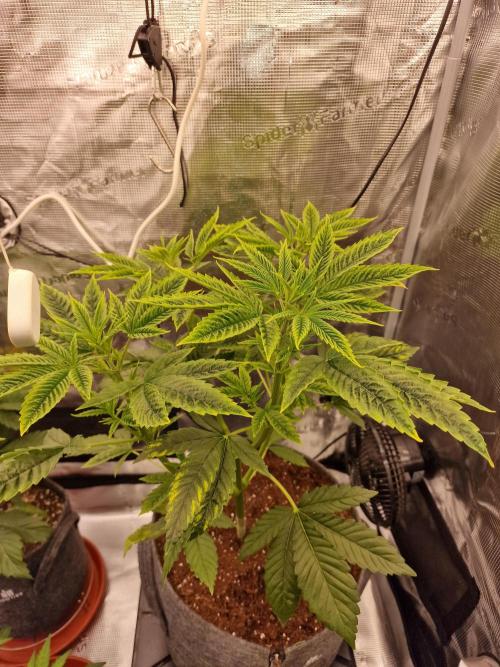 Mango sherbert by HSC. Week 5