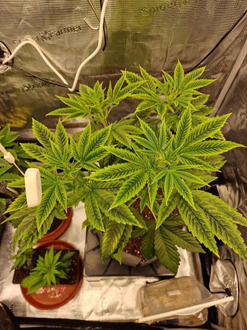 Mango sherbert by HSC. Week 5