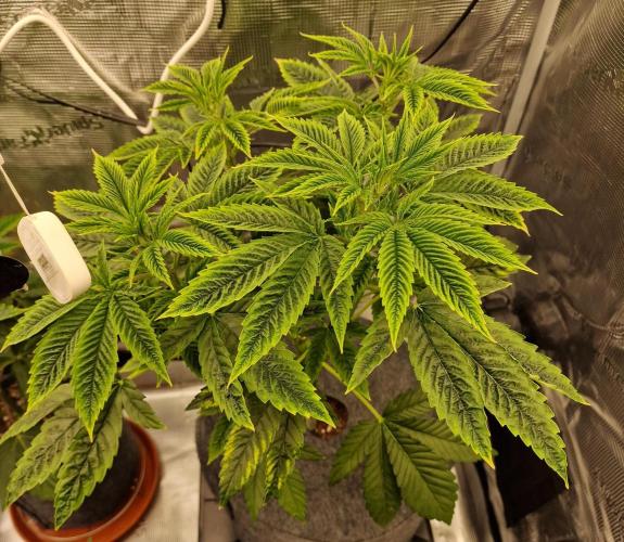 Mango sherbert by HSC. Week 5