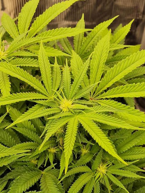 California Octane by HSC. Week 10