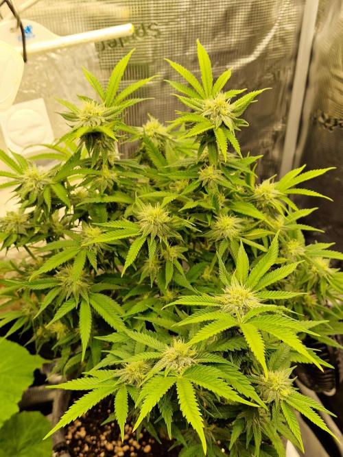 California Octane by HSC. Week 10