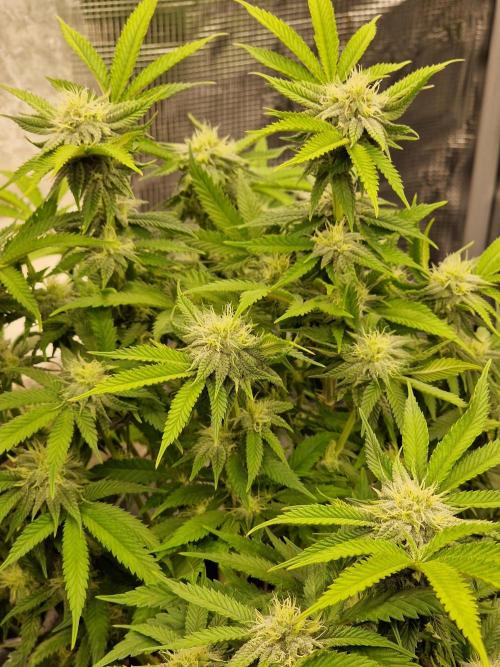 California Octane by HSC. Week 10