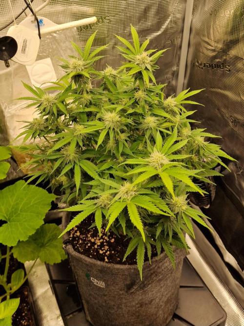 California Octane. Week 10