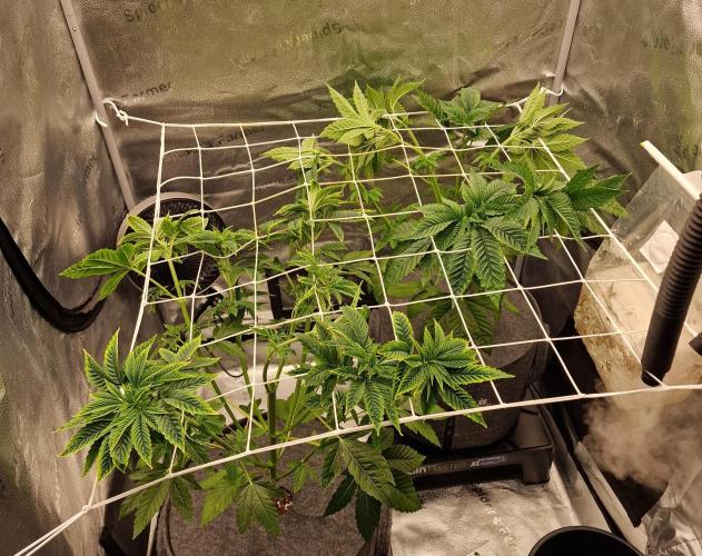 Candy Hustle by HSC. Week 7