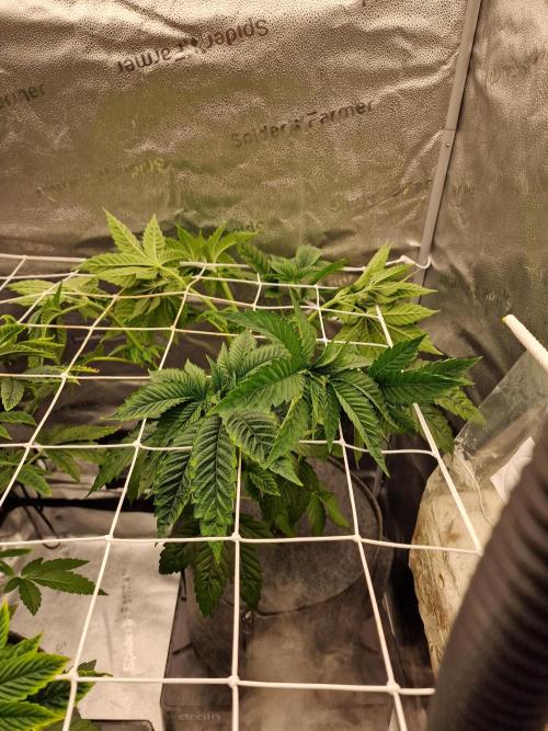Candy Hustle by HSC. Week 7