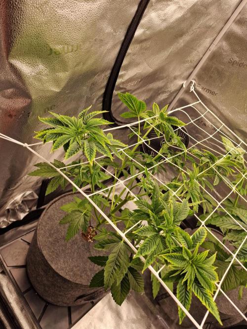 Candy Hustle by HSC. Week 7