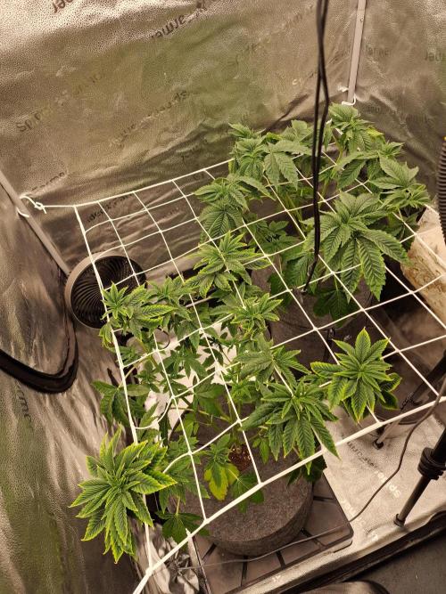 Candy Hustle by HSC. Week 7