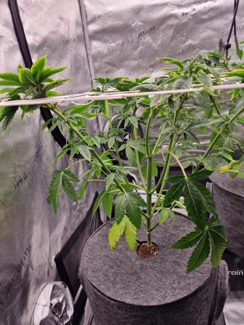 Candy Hustle by HSC. Week 7