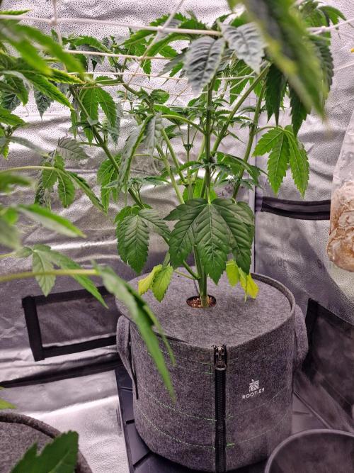 Candy Hustle by HSC. Week 7