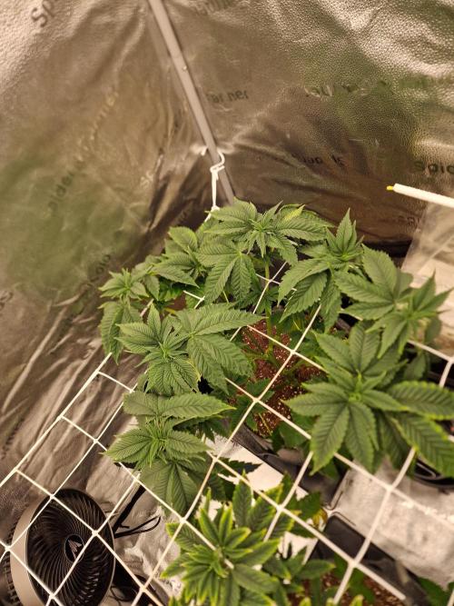 Candy Hustle by HSC. Week 7