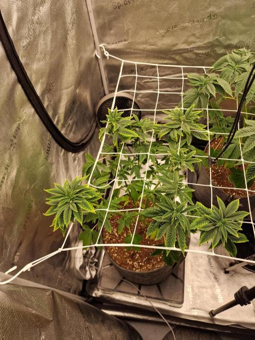 Candy Hustle by HSC. Week 7