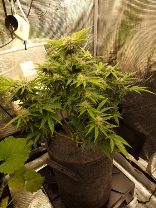 California Octane by HSC. Week 11