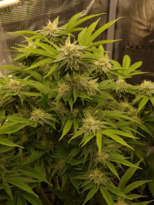 California Octane by HSC. Week 11
