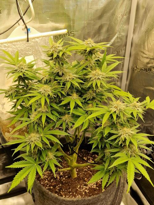 California Octane by HSC. Week 11