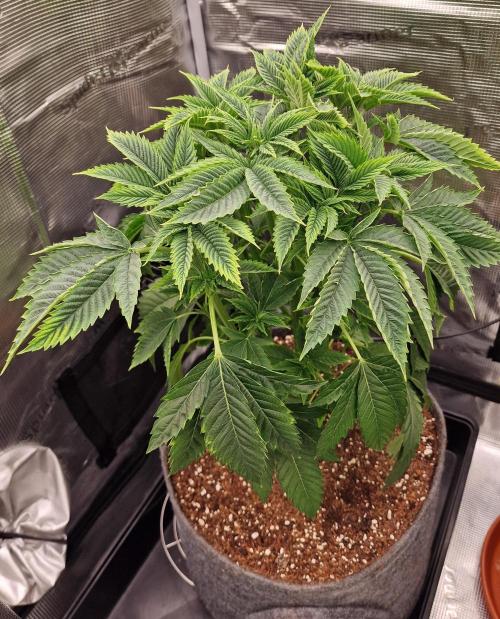 Chicken n’ Wafflez by Humboldt (HSC) #2. Week 6