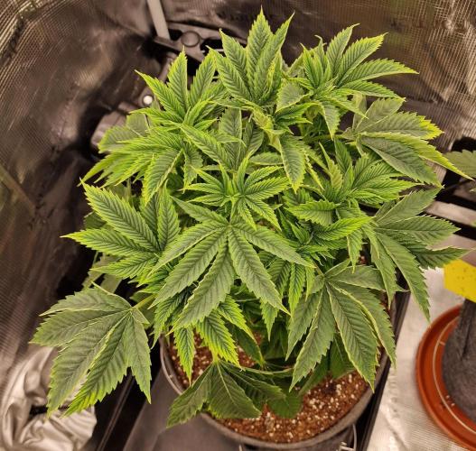 Chicken n’ Wafflez by Humboldt (HSC) #2. Week 6
