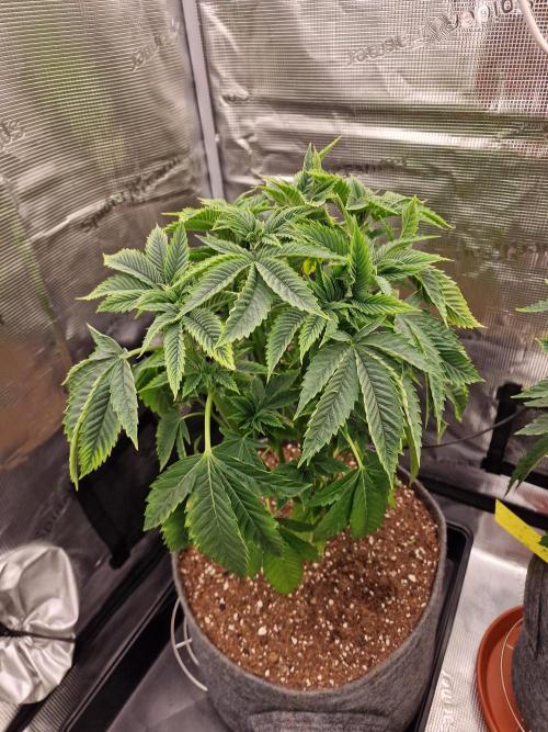 Chicken n’ Wafflez by Humboldt (HSC) #2. Week 6
