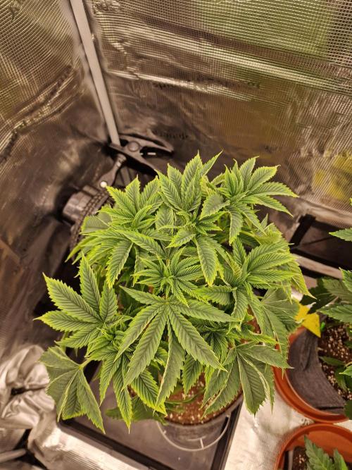 Chicken n’ Wafflez by Humboldt (HSC) #2. Week 6